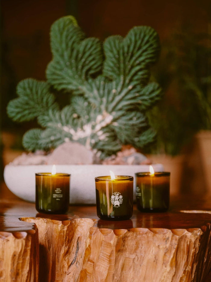 Three Lit Flamingo Estate Candles On A Wooden Table In Front of A Potted Plant